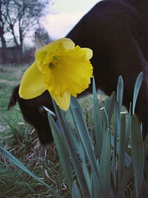 The Dog and Daffodil