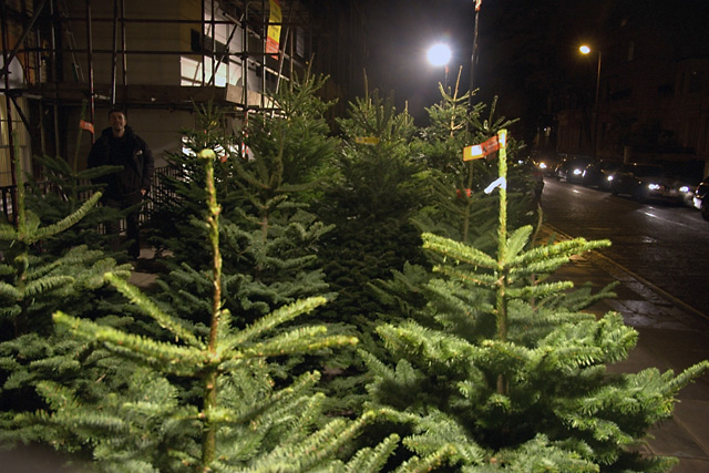 Christmas trees in Old Church Street, Chelsea