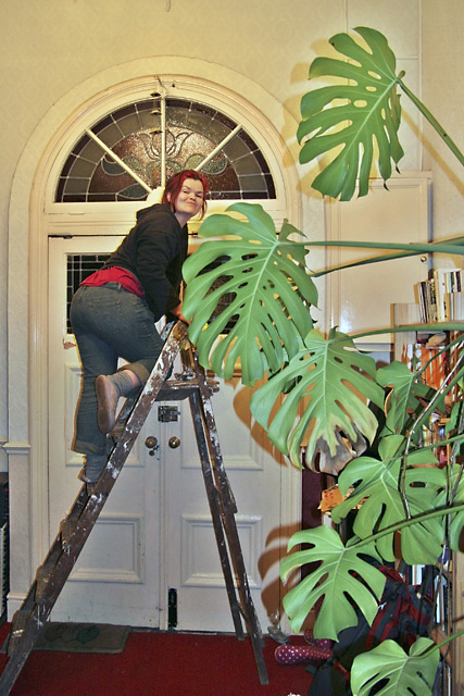 Gill, trying to fix a curtain over the front door (she failed)