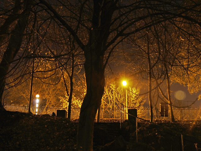 Crookes Valley Park - spooky tree at night