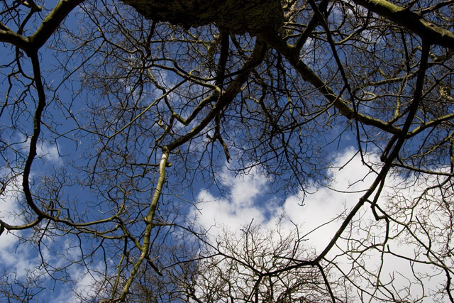 Branches. Photo by Rowan